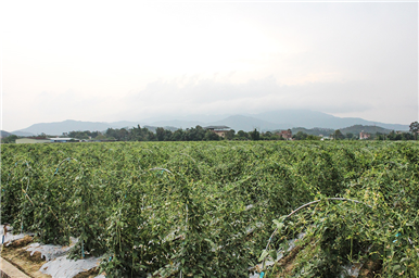 龍門生產基地